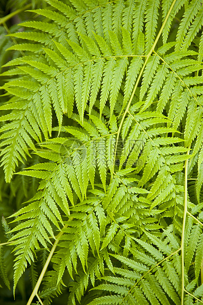 费尔植物叶状体羽状绿色蕨类植物群图片