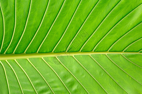 绿叶纹理叶子植物群植物生态绿色生活静脉生长图片