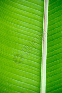 树叶纹理叶子生活植物植物群生长静脉生态绿色图片