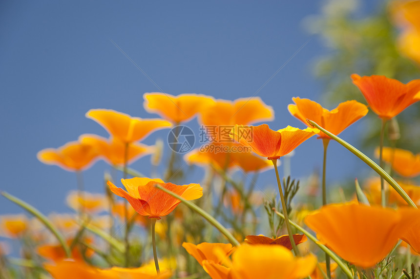 花朵蓝色公园植物草地天空区系绿色橙子黄色花束图片