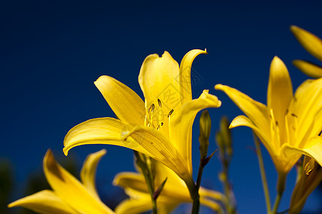 百合黄色花园晴天萱草植物群花朵草地植物蓝色图片