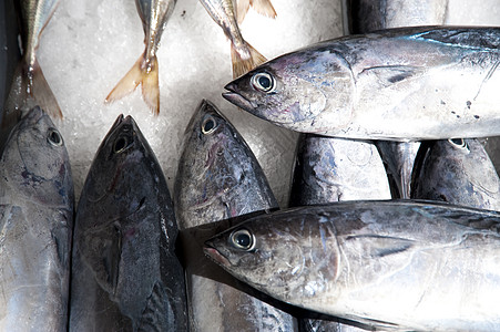 鱼市场大厅海鲜拖网食物渔业钓鱼营养背景图片