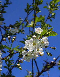 樱花树花绿色公园蓝色生长植物群天空花瓣美丽白色植物图片