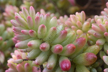 绿粉红色 Succulent 植物花园沙漠生长园艺粉色草本肉质极光绿色图片