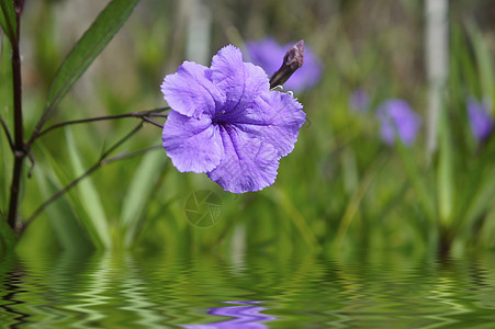 紫花花园艺宏观反射生长植物树叶花朵紫花草本植物波浪图片