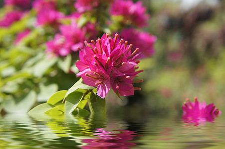 粉红花草本植物园艺花瓣生长环境宏观波浪叶子反射植物图片