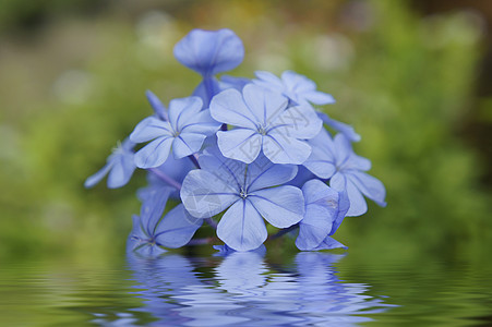 蓝花热带花园草本植物宏观植物反射花瓣波浪草地树叶图片