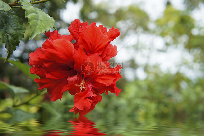 红花宏观植物反射花朵草本植物树叶波浪草地热带花瓣图片