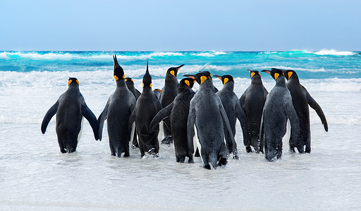 企鹅王旅游荒野波浪团体国王动物野生动物朋友们鸟类旅行图片