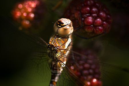 飞龙的迁徙小贩 在勃朗莓上宏观移民野生动物翅膀猎人季节性绿色蜻蜓季节捕食者图片