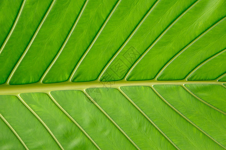 树叶纹理植物群生活植物生态生长绿色静脉叶子图片