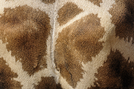 长颈羊皮动物哺乳动物皮肤动物园荒野背景图片