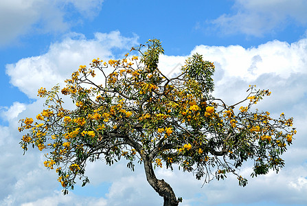 黄色 Tabebuia 树图片