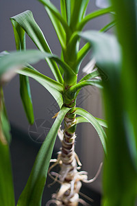 小棕榈3背景图片