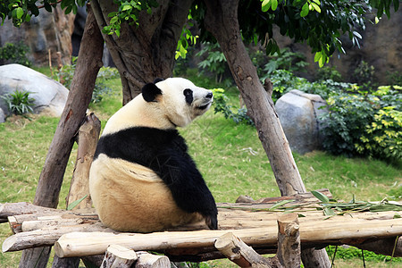 大熊猫公园森林旅行熊猫毛皮荒野危害丛林濒危动物园图片