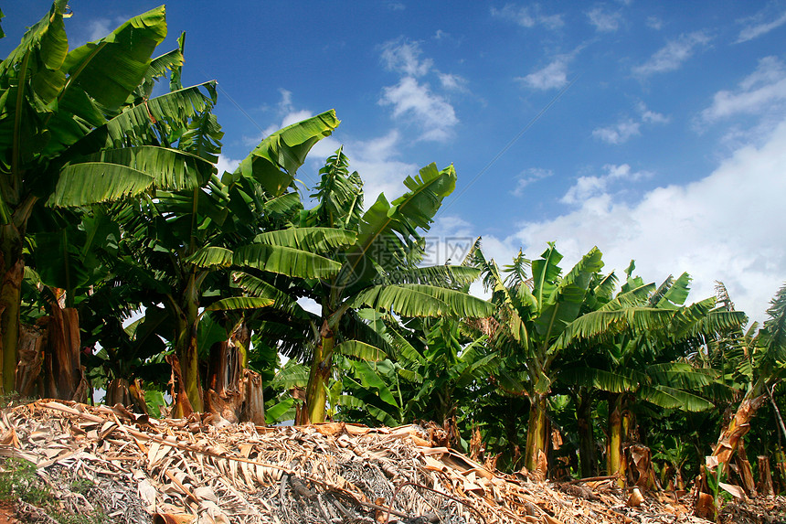 香蕉树丛林生长香蕉热带气候农场棕榈叶子食物绿色图片