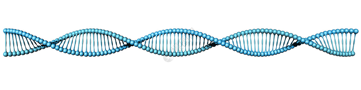 白色上的DNA螺旋图片