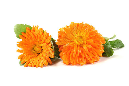 新鲜橙色雏菊辉光橙子花园草药黄色家庭自然金花金盏花背景图片