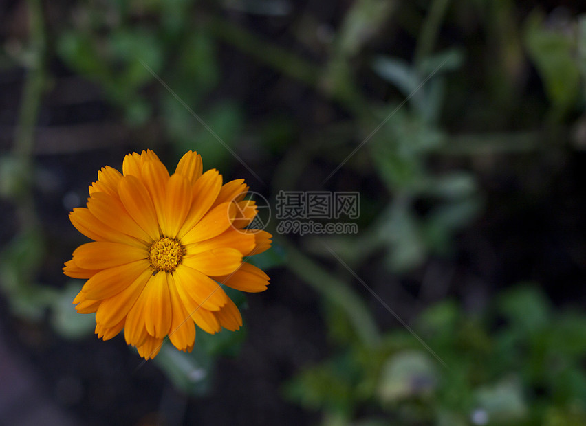 夏花花季节花朵橙子花园紫色绿色植物宏观灯泡植被图片