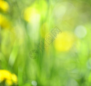 模糊绿背景环境晴天阳光绿色植物植物黄色生活植物群叶子天篷图片