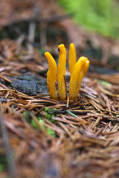 小珊瑚蘑菇海绵俱乐部植物学宏观童话淡水植物图片