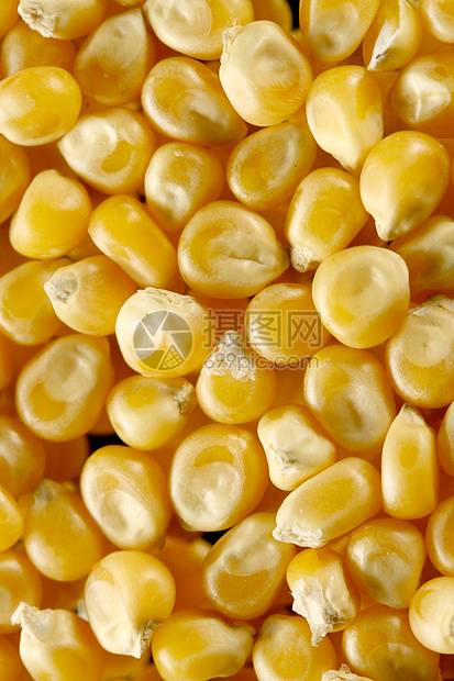 玉米种子宏观植物麦片烹饪玉米粒营养爆米花技术农场黄色图片