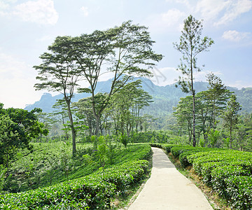 斯里兰卡山区绿化的青绿茶叶种植树爬坡热带种植园草本植物薄雾高地农业植物远景天空图片