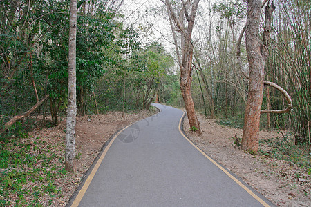 森林中的道路小路乡村树木季节孤独森林环境全景活力牧场图片