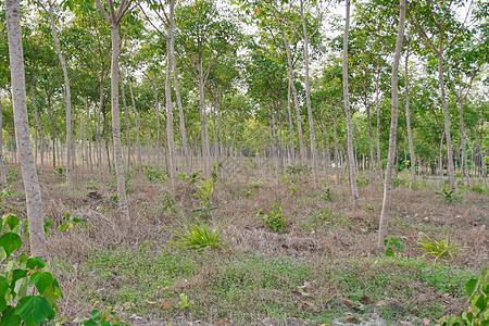 橡胶树植物群树干来源液体木材生产森林材料种植园热带图片