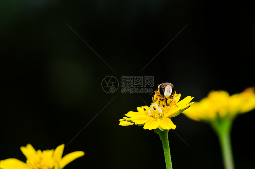 果果文件或鲜花绿色性质的宏苍蝇蜜蜂昆虫翅膀动物学黄色条纹宏观野生动物图片