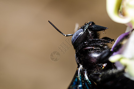 大自然中的木蜂宏观昆虫黑色害虫青虫漏洞翅膀花园木匠花蜜花粉图片