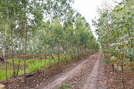 Eucalyptus植树园旅行环境植物材料叶子公园日志纸业桉树叶桉树林背景图片