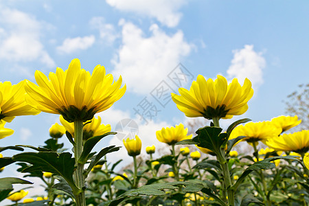 黄菊花花植物群菊花雏菊植物紫色季节宏观花瓣植物学花园图片