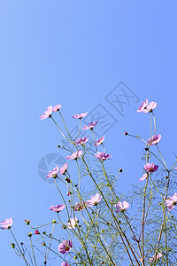 宇宙花绿色蓝色粉色美丽天空花朵植物田园紫色花园图片