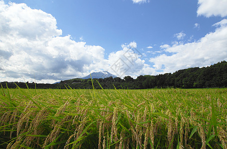 Mt Iwate和稻田景观蓝色农田蓝天食物金子农场粮食天空土地绿色图片