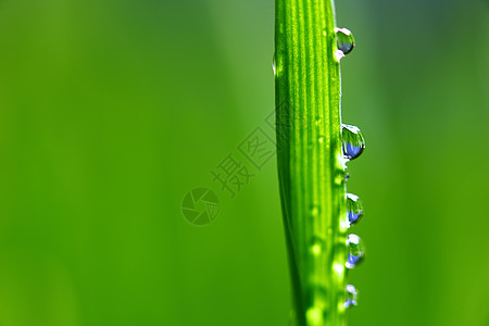 大水滴草本植物宏观刀刃花园液体植物气候生长雨滴背景图片