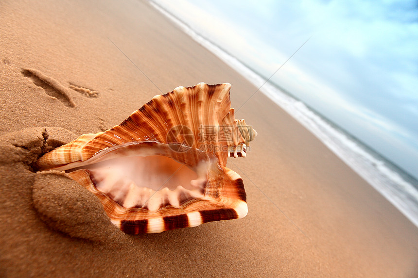 贝壳海浪异国海滩旅行天堂游客珊瑚旅游冲浪海岸线图片