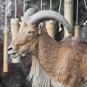 关紧烤羊动物环境反刍动物干旱岩石哺乳动物动物园悬崖野生动物棕色图片