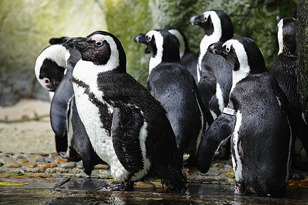 企鹅微笑海洋异国情调享受乐趣岩石动物园野生动物燕尾服图片