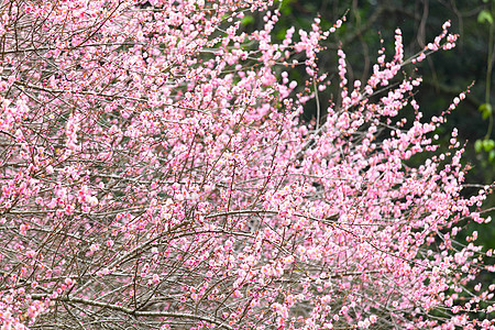 梅花花园艺李子美丽花期花瓣植物衬套乡村季节植物群图片