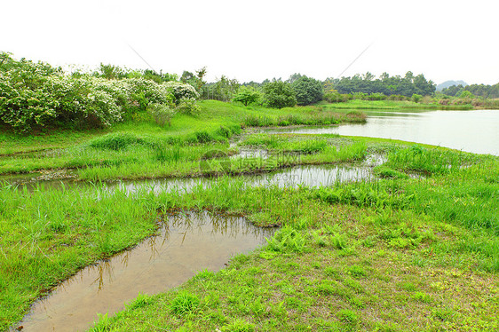 湿地生活鸟类公园天空池塘反射地球木头树木场景图片