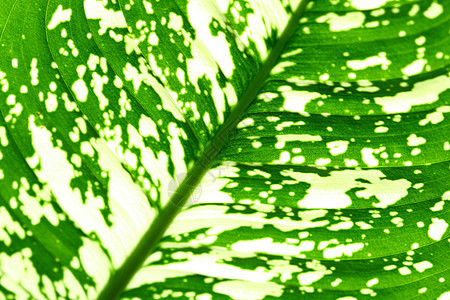 绿叶植物群静脉植物学花园阳光网格情调桦木异国宏观图片