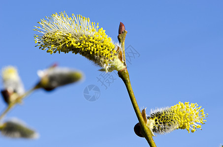 特写大型春季小猫 山羊柳地天空花朵光束季节蓝色植物群植物生长宏观柳絮枝条图片