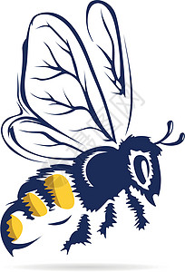 蜜蜂艺术蜂蜜橙子插图生物学漏洞天线金子昆虫花粉图片