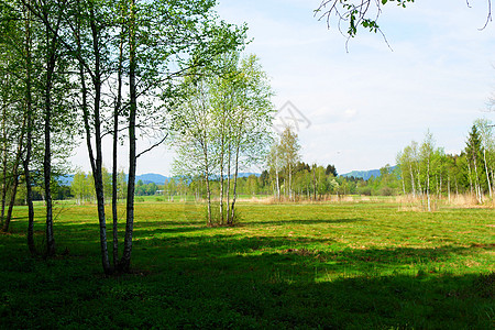 七月你好夏季夏月院子环境植物群风景场景雏菊农田牧场晴天背景