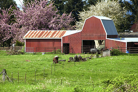 养牛场和牧牛场金属树木谷仓乡村农场农村电线花朵林地植物图片