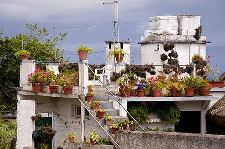 马 提拉公园区系房子绿色花朵房屋植物群花园建筑物植物学图片