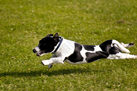 狗动物舞步训练小狗秀场竞赛速度赛跑运动马术图片