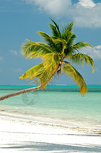 海洋海滩上的棕榈树蓝色海洋气候海景海岸线异国色彩阳光天空场景图片