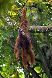 婆罗洲奥兰古人橙子丛林荒野猩猩灵长类雨林动物濒危俘虏原始人图片